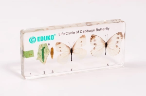 Bielinek kapustnik - rozwój EDUKO