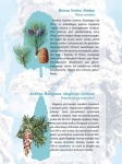 big_MR-BI-103_Drzewa_i_krzewy_iglaste_1.jpg