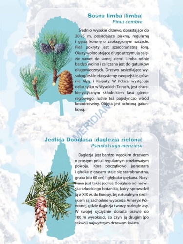 big_MR-BI-103_Drzewa_i_krzewy_iglaste_1.jpg