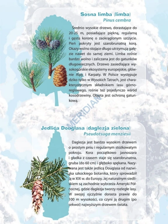 big_MR-BI-103_Drzewa_i_krzewy_iglaste_1.jpg