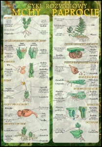 Mchy i paprocie  - cykl rozwojowy