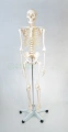 Szkielet człowieka 170 cm - model EDUKO