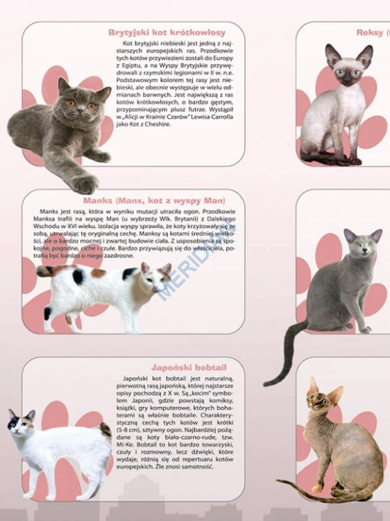 big_MR-BI-109_Rasy_kotow_1.jpg
