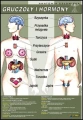 Gruczo__y_i_horm_4b87b3c1b020c.jpg