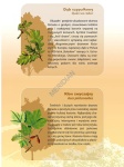 big_MR-BI-100_Drzewa_lisciaste_1.jpg