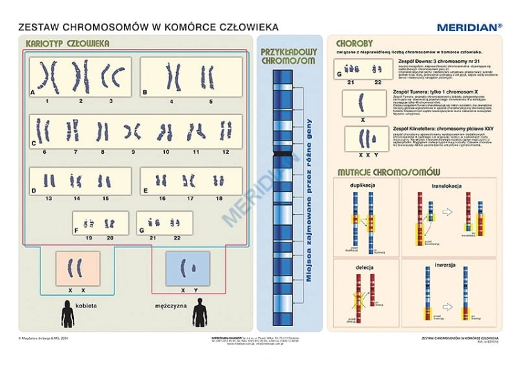 big_MR-BI-02-Podstawy-genetyki---chromosomy-w-komorce-czlowieka.jpg