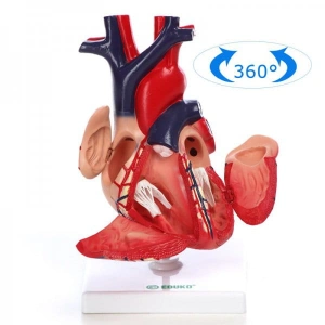 Serce, 3 ruchome części - model EDUKO