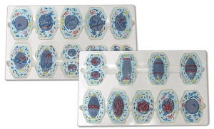 Mitoza i mejoza komórek zwierzęcych - model EDUKO