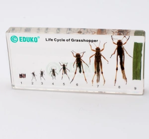 Konik polny - rozwój - EDUKO