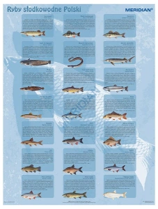 Ryby słodkowodne Polski - ścienna plansza dydaktyczna 120x90